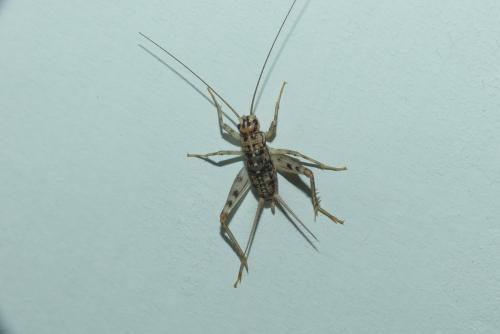 Gryllomorpha dalmatina dalmatina